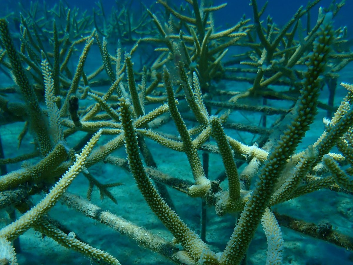 Staghorn coral branches growing along the bars of a rebar nursery table above the seafloor