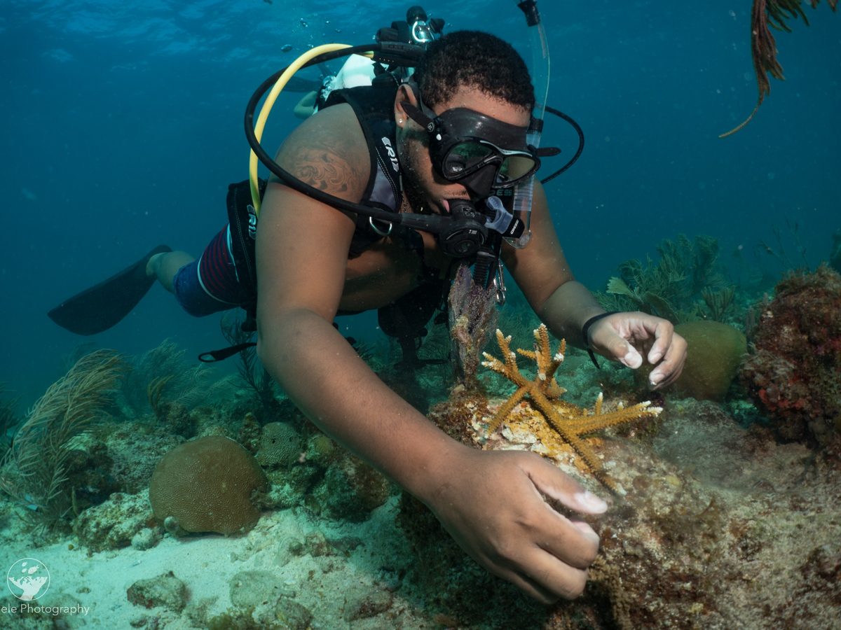 A diver attaching a staghorn coral fragment to the reef