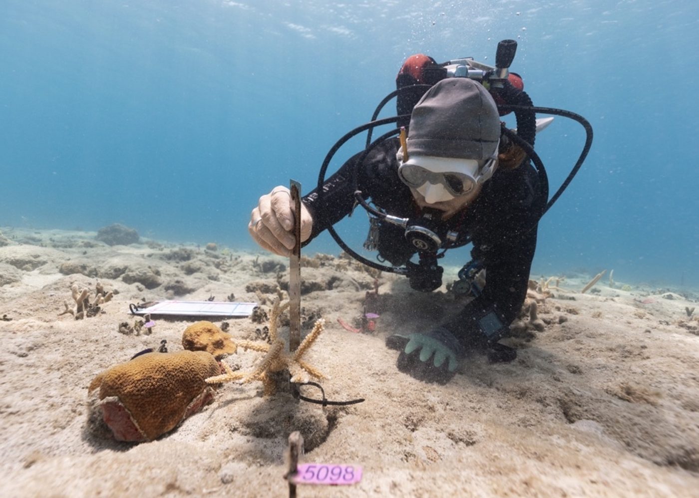 A Reef Response diver recording data on a slate beside a tagged outplant plot of staghorn and boulder corals