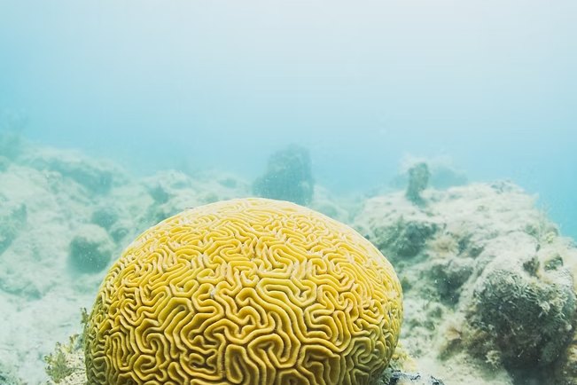 A yellow grooved brain coral, its surface cut by deep winding valleys