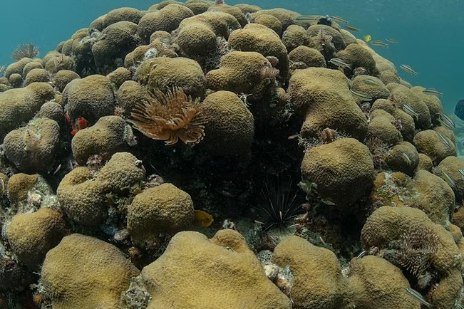 A lobed star coral colony formed of many rounded lobes