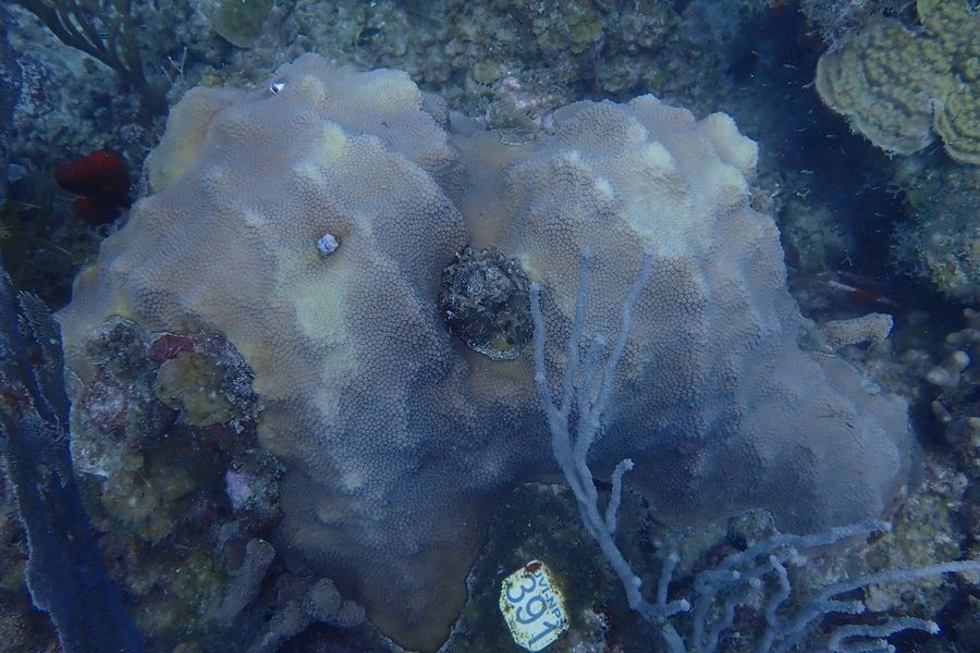 A tagged mountainous star coral colony on the reef, its surface a pattern of raised mounds