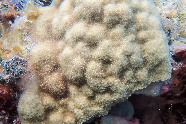 A mustard hill coral encrusting the reef in pale yellow