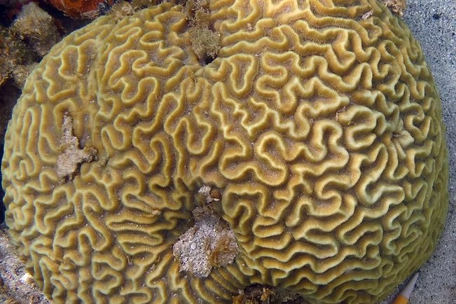 A symmetrical brain coral with its maze-like ridges and valleys